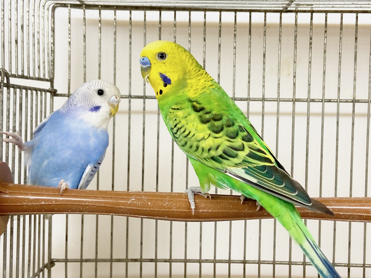 インコ・オウム｜ペット検索｜ペット大好き！
