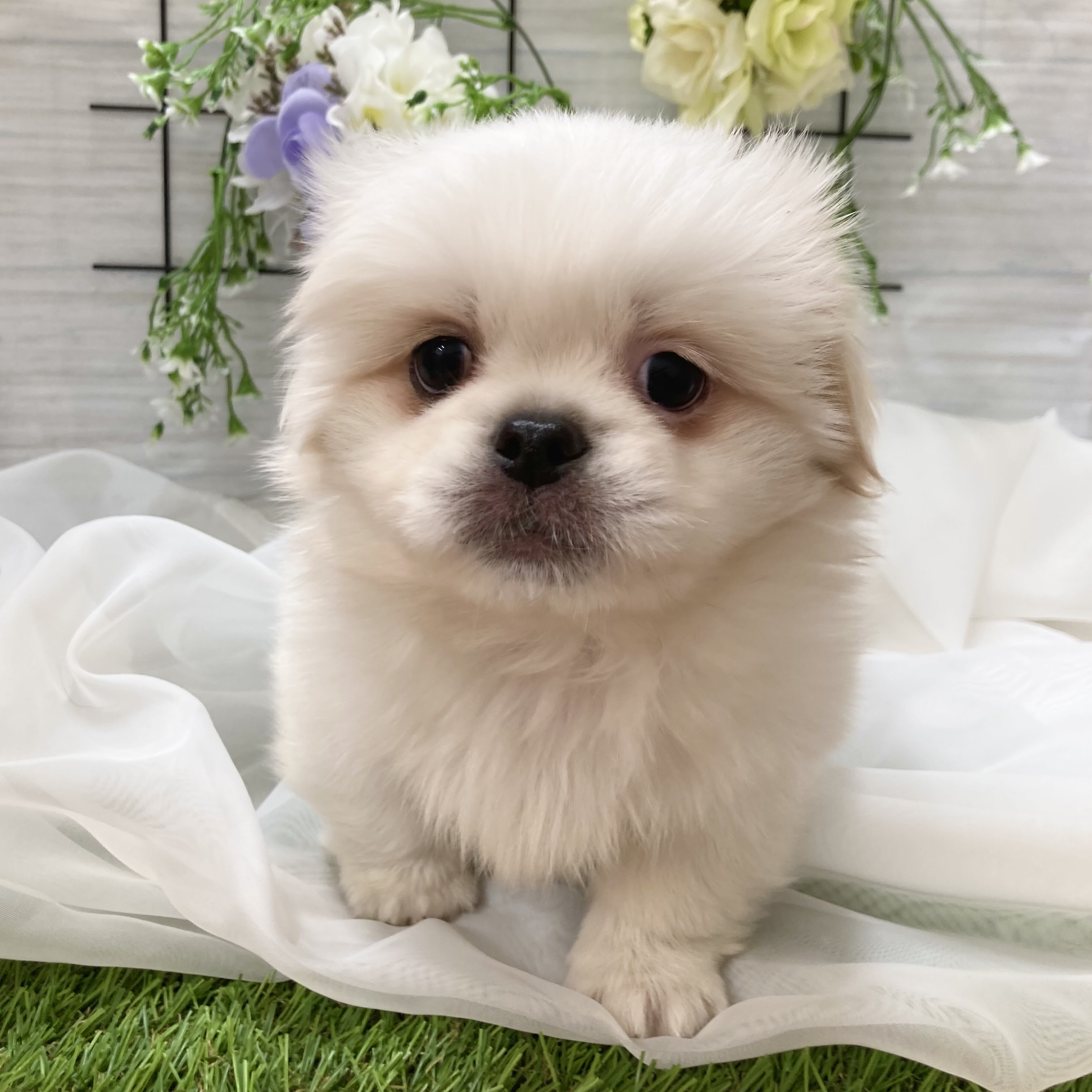 ペキニーズ｜ペット検索｜ペット大好き！