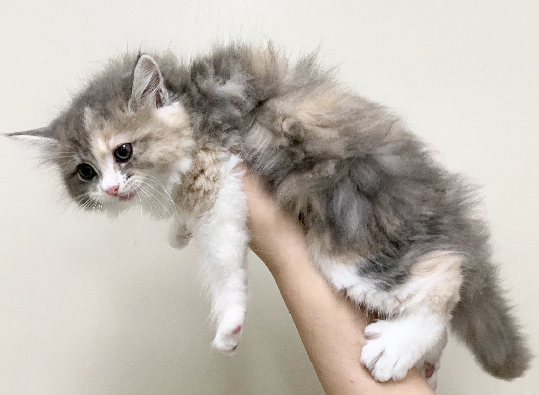 サイベリアン フォレスト キャット ペット検索 ペット大好き