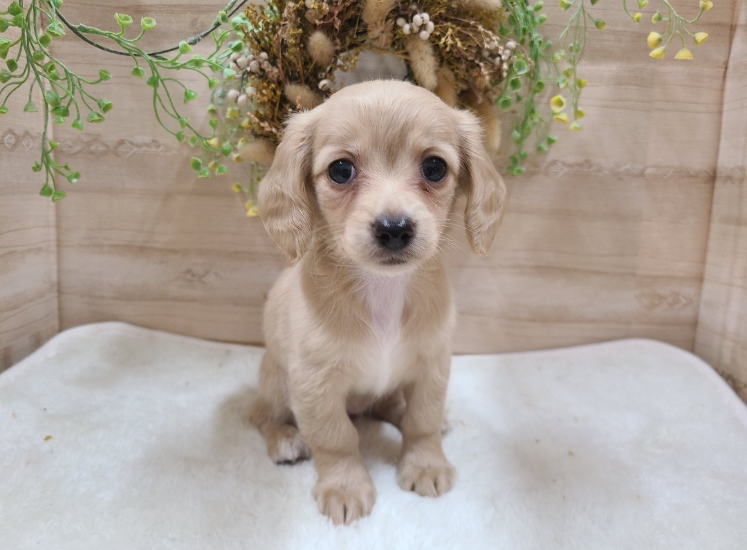 MIX｜ペット検索｜ペット大好き！