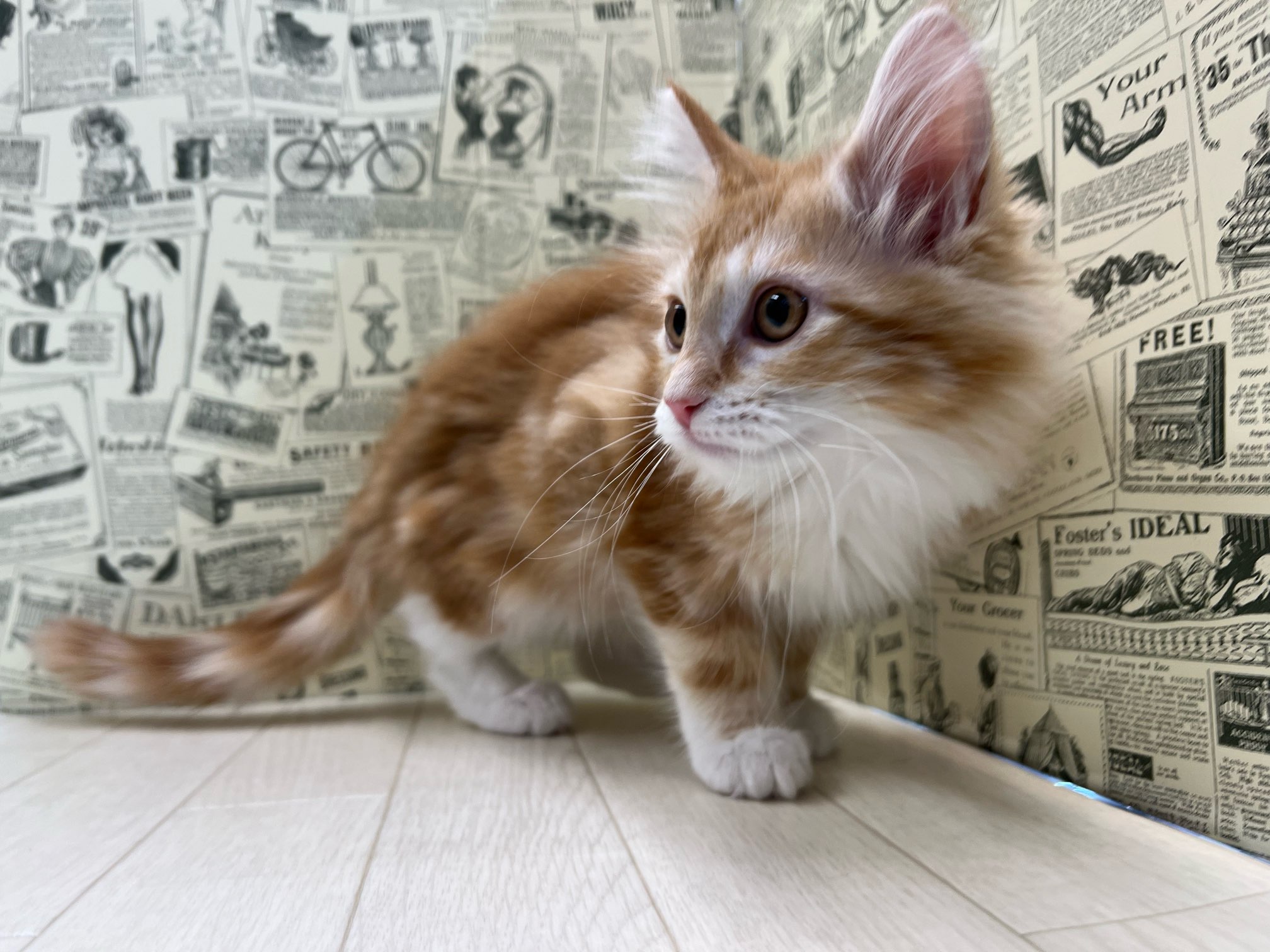 メイン・クーン｜ペット検索｜ペット大好き！