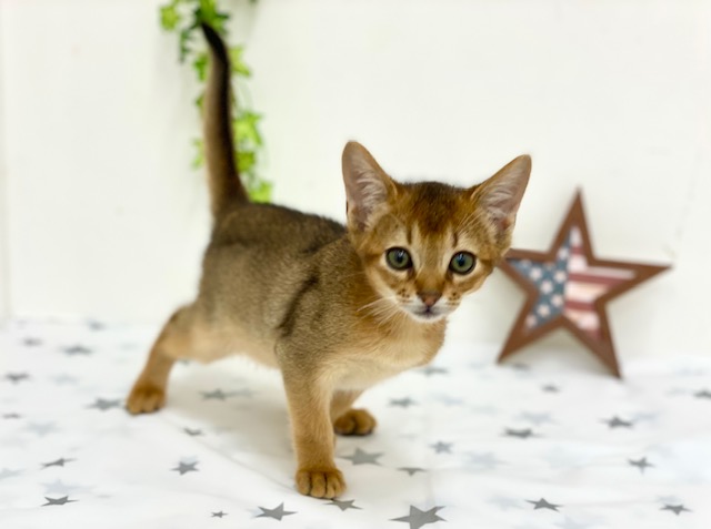 アビシニアンページ★ アビシニアンの子猫販売 子猫ブリーダーの出産情報 猫専門ペット