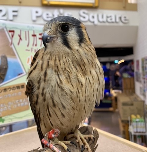 家禽 猛禽類 ペット検索 ペット大好き