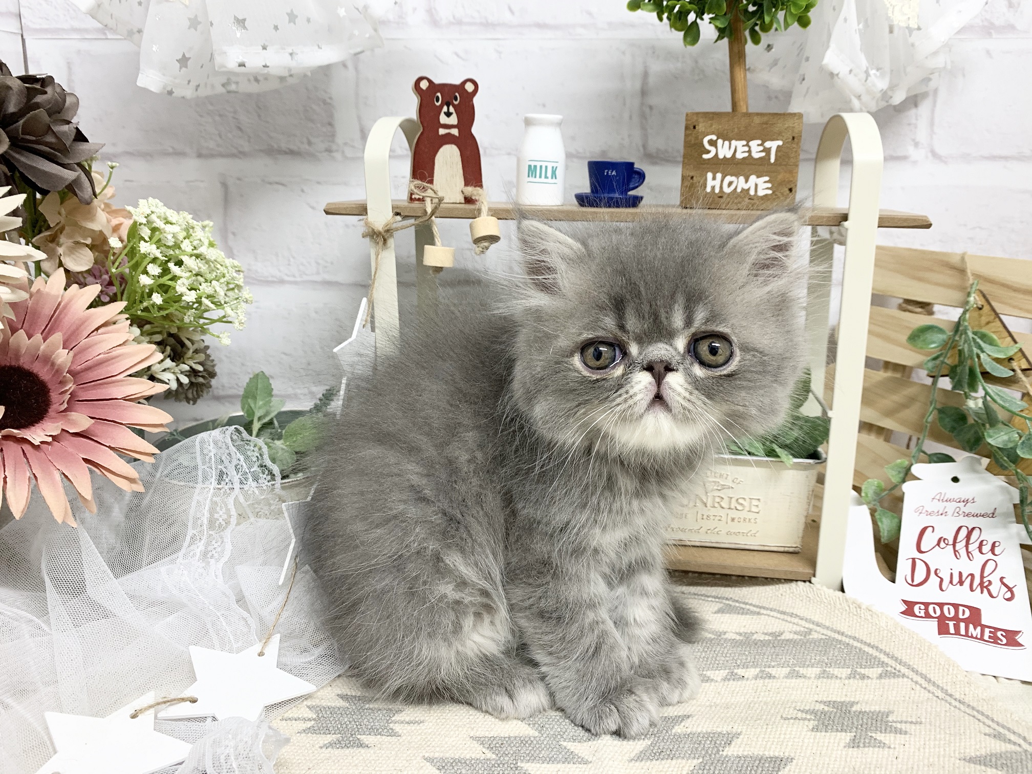 エキゾチック・ショートヘア｜ペット検索｜ペット大好き！