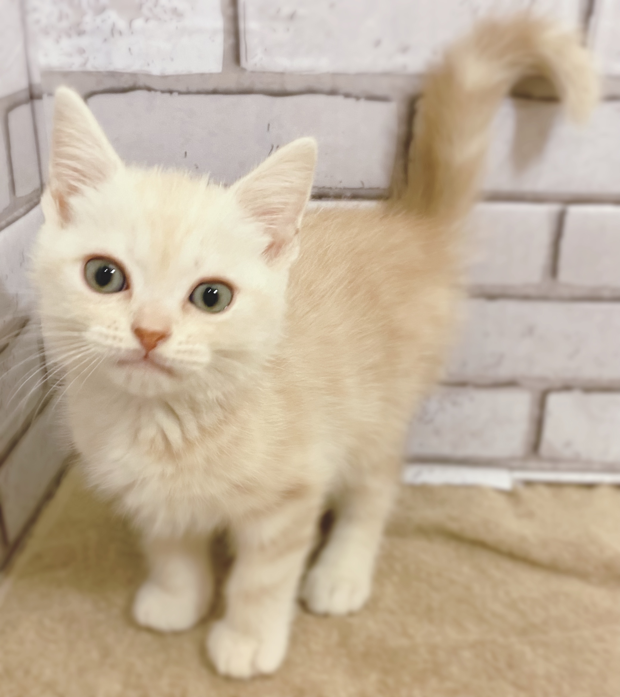 アメリカン・ショートヘア｜ペット検索｜ペット大好き！