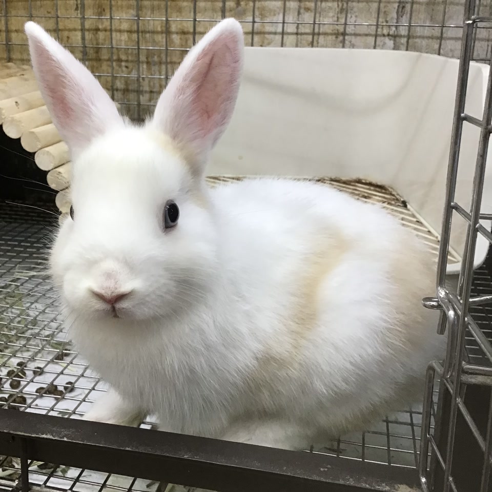 うさぎ｜ペット検索｜ペット大好き！