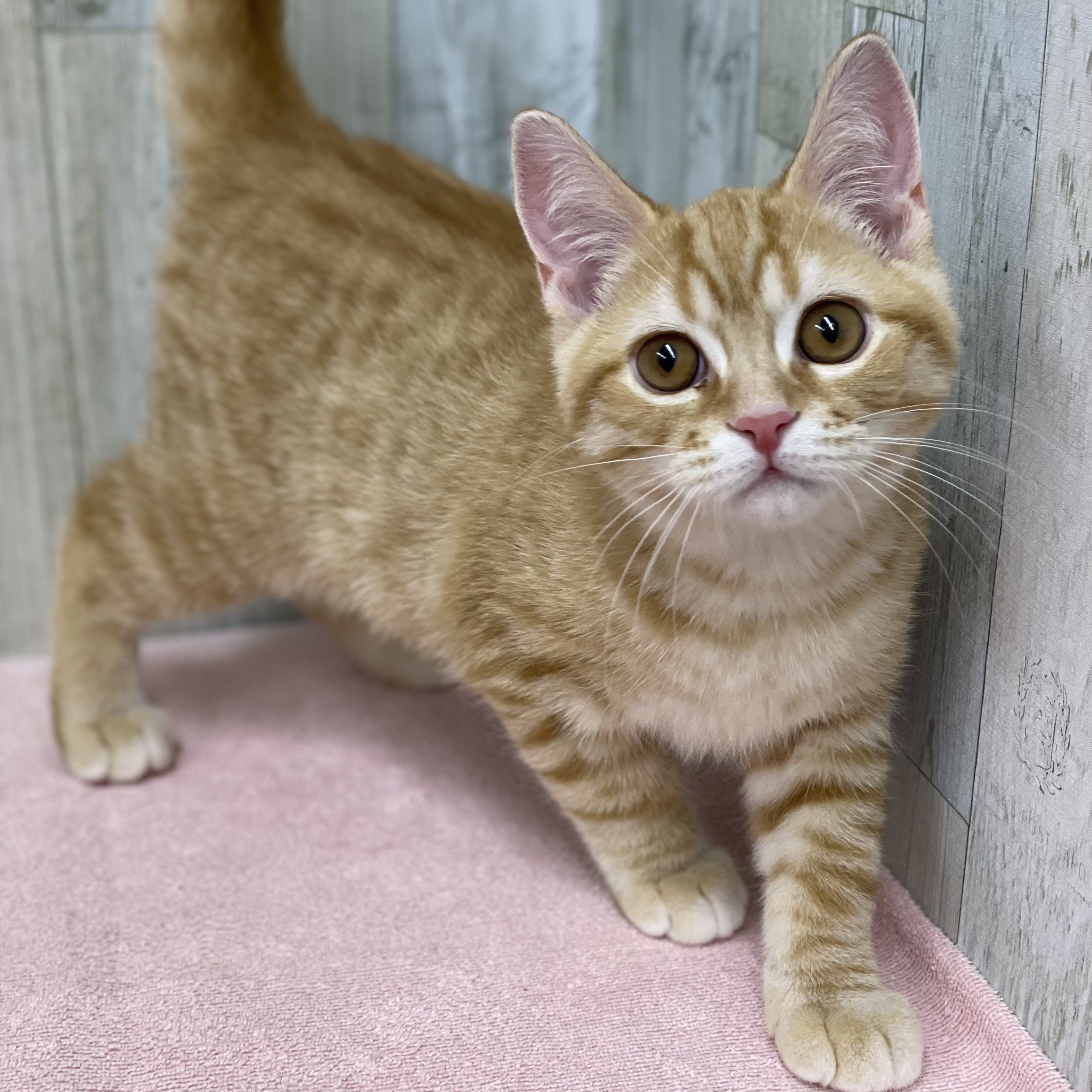 セルカーク・レックス｜ペット検索｜ペット大好き！