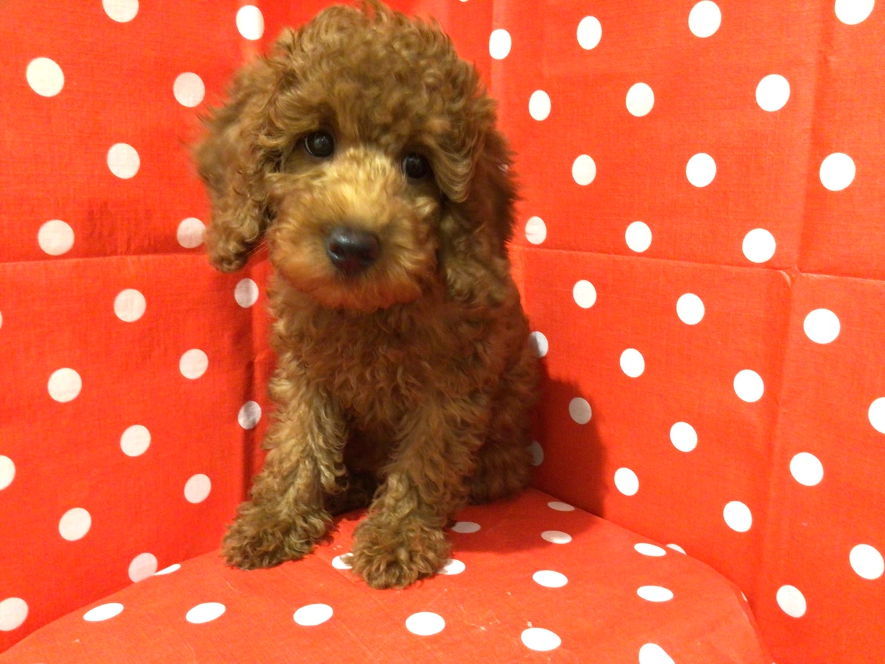 トイプードル 写真集 トイ・プードル｜ペット検索｜ペット大好き！