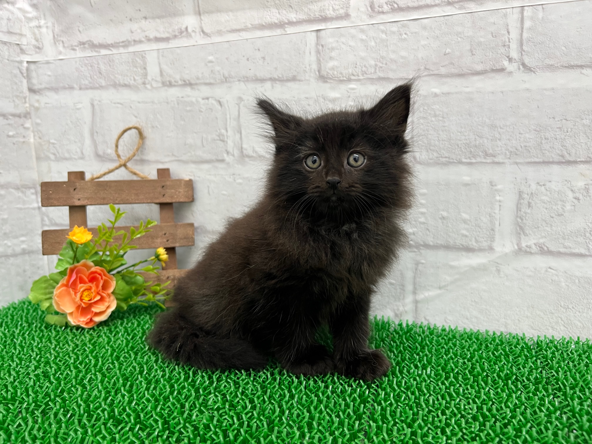 メイン・クーン｜ペット検索｜ペット大好き！