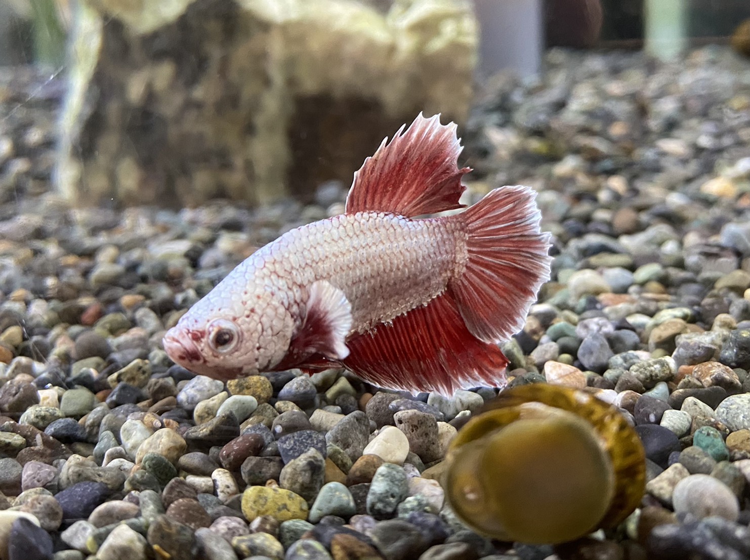 熱帯魚 ペット検索 ペット大好き 熱帯魚 ペット検索 ペット大好き