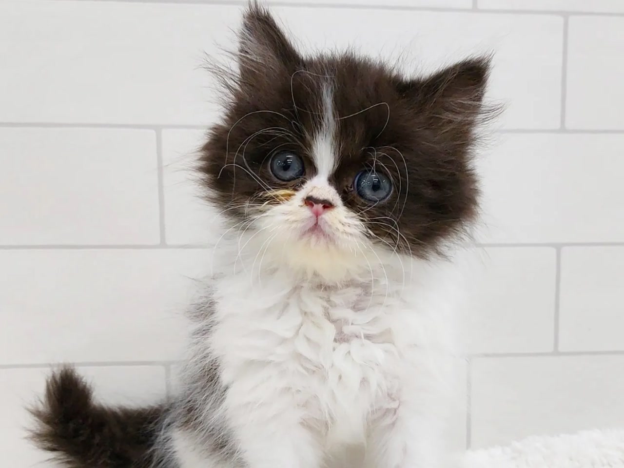 価格の安い☆MIX猫（父:サイベリアン×母:マンチカン）の赤ちゃん