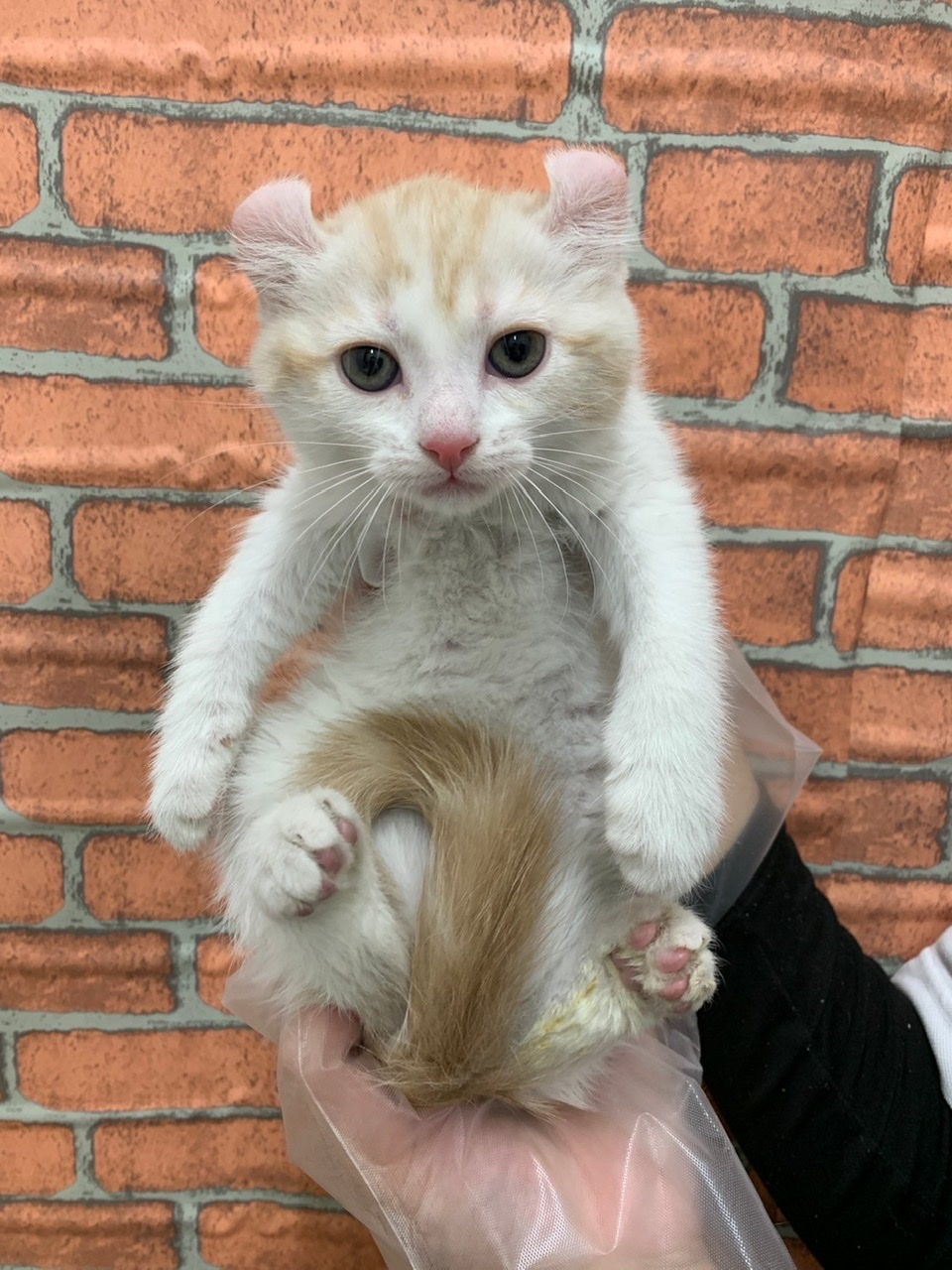 アメリカン カール ペット検索 ペット大好き