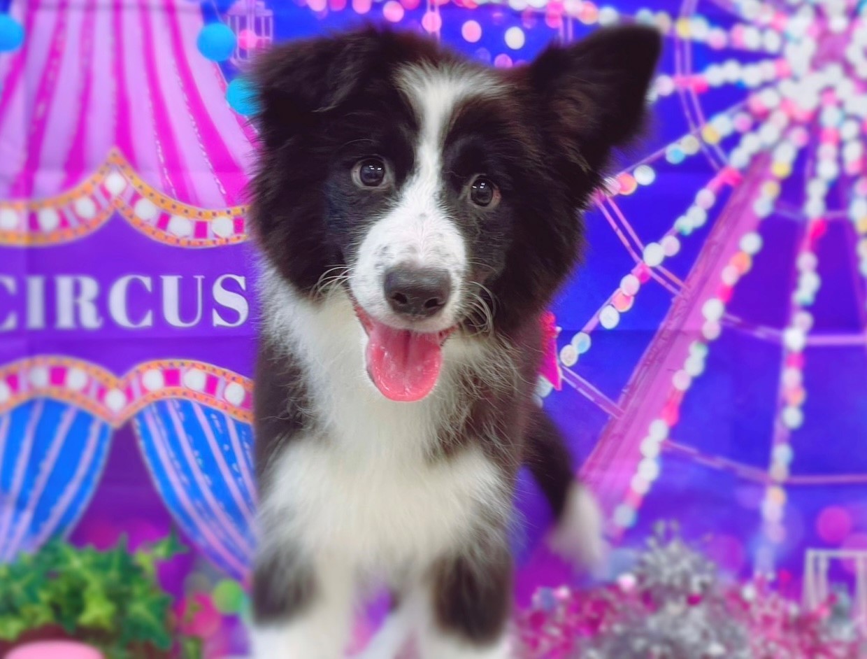 ボーダー・コリー|ペット検索|ペット大好き!