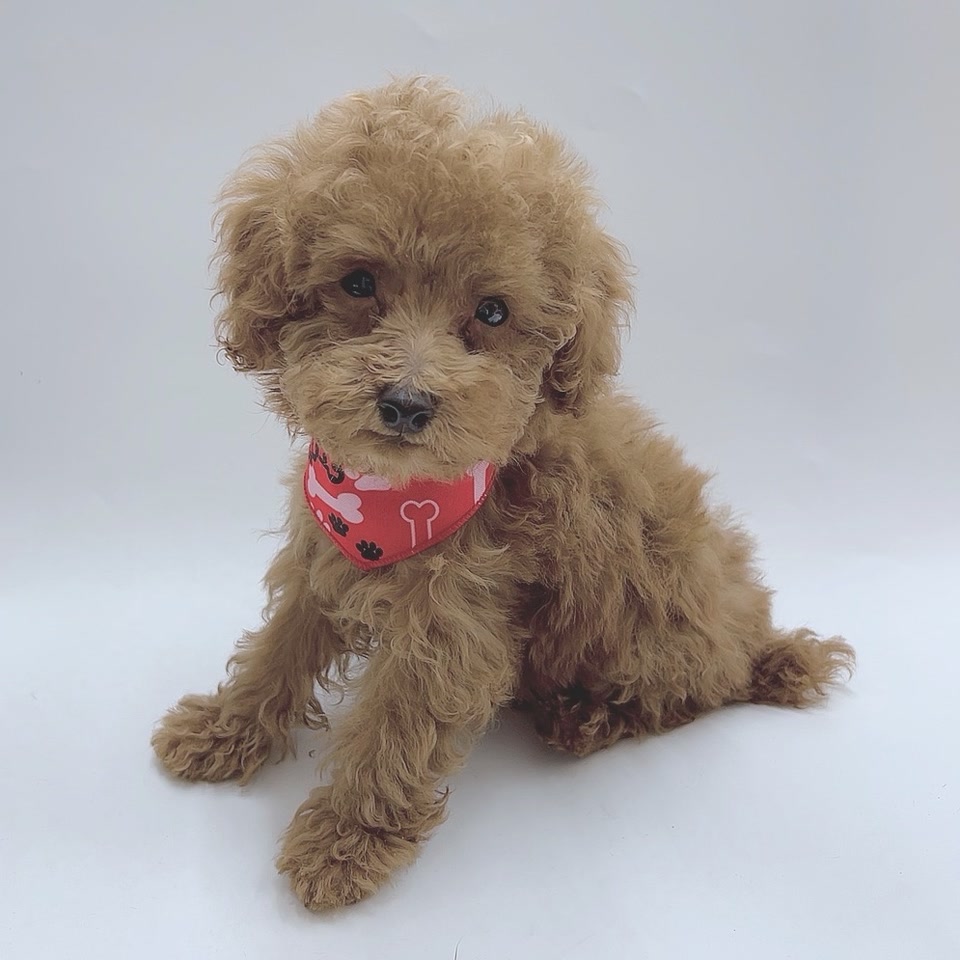 トイ・プードル｜ペット検索｜ペット大好き！