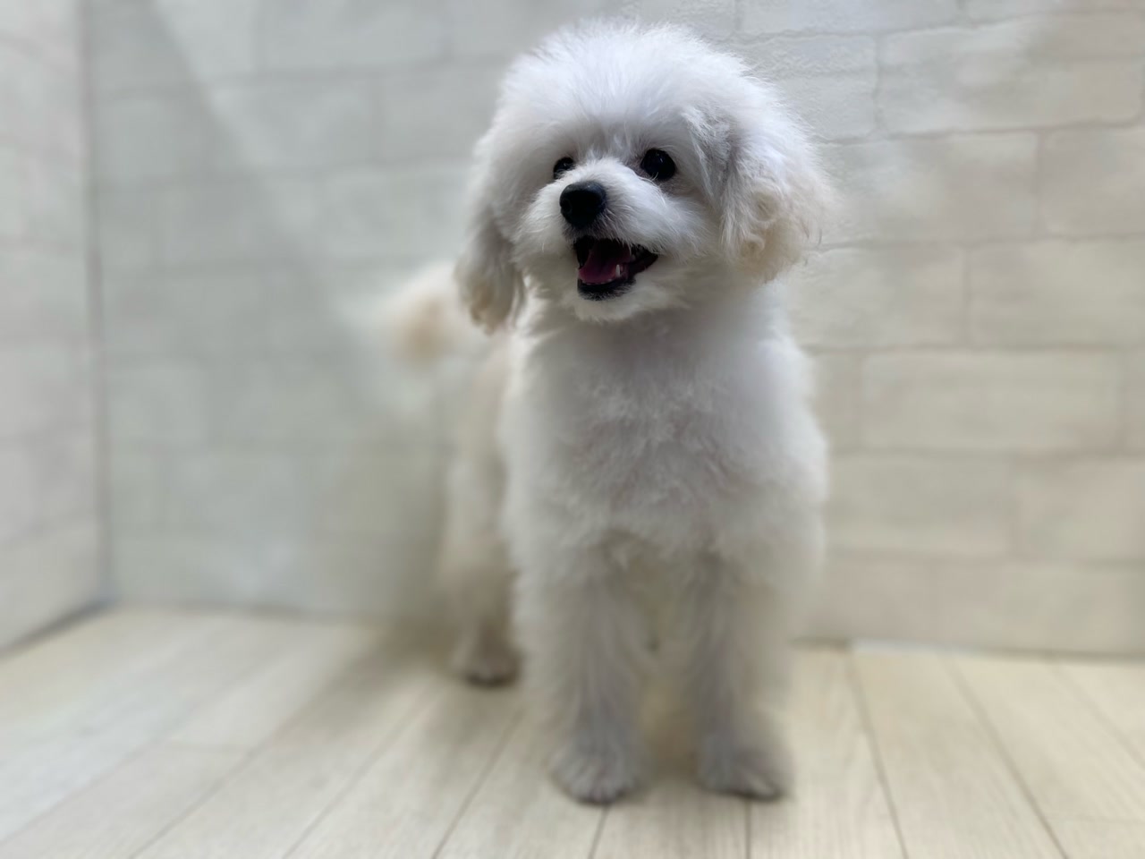 MIX｜ペット検索｜ペット大好き！