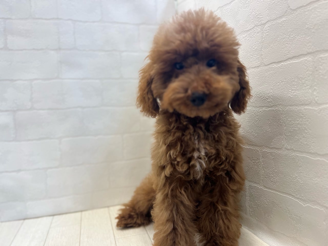 トイプードル トイ・プードル｜ペット検索｜ペット大好き！