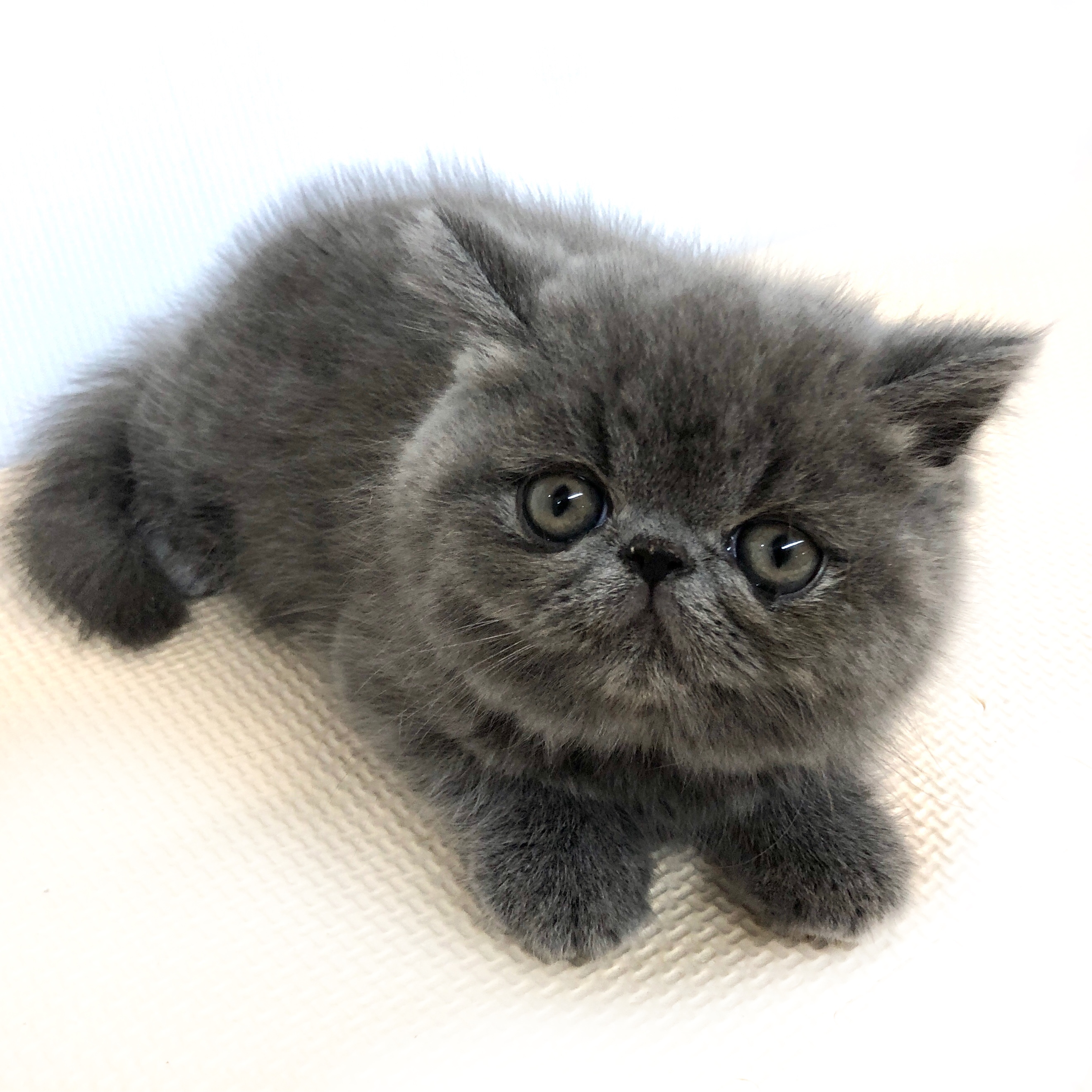 エキゾチック・ショートヘア｜ペット検索｜ペット大好き！