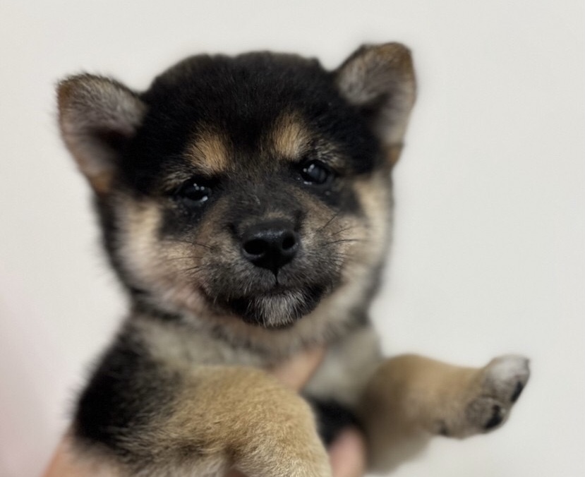 豆柴｜ペット検索｜ペット大好き！