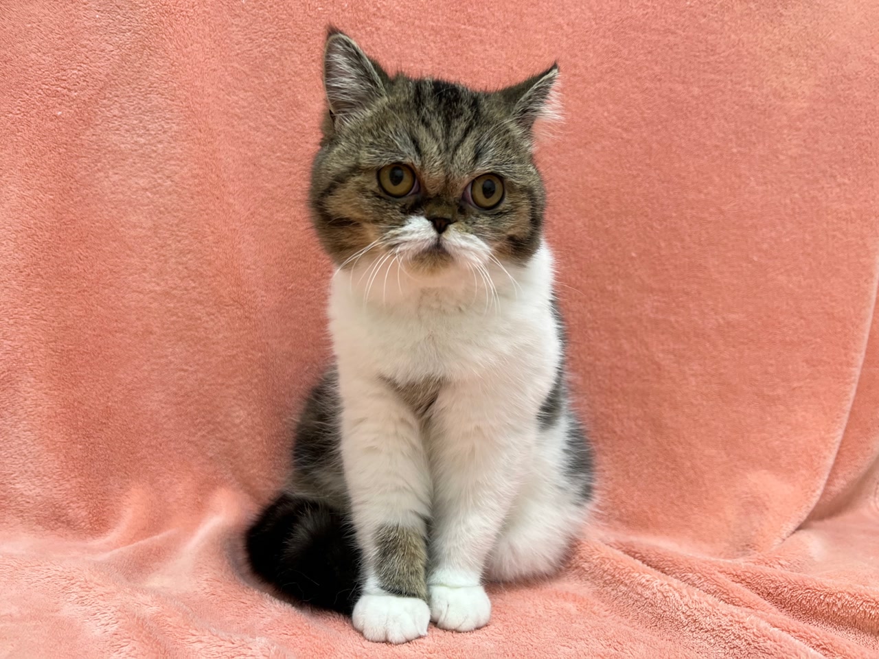 「K」で始まるエキゾチックなペットの名前