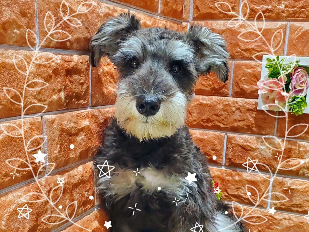 シュナウザーさま　3 744350 M・シュナウザー - YouTube