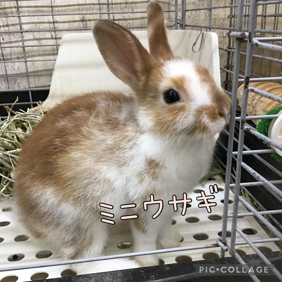 値下げしました　月見うさぎ　F4 Amazon.co.jp: ツキウタ。4月兎川千桜「Sing my way」: ミュージック
