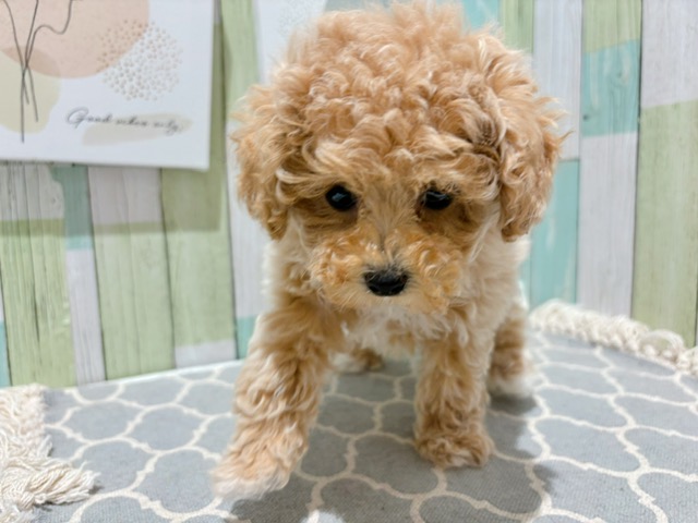 トイプードル うつぶせトイプードル マグネットならaruBuy（あるばい）