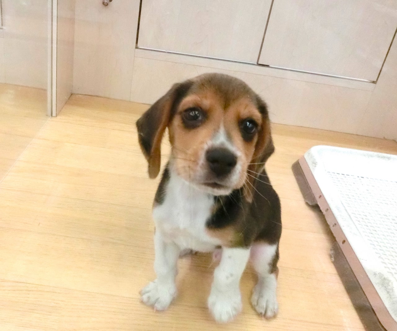 ビーグル｜ペット検索｜ペット大好き！