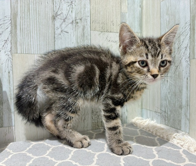 アメリカン・ショートヘア｜ペット検索｜ペット大好き！