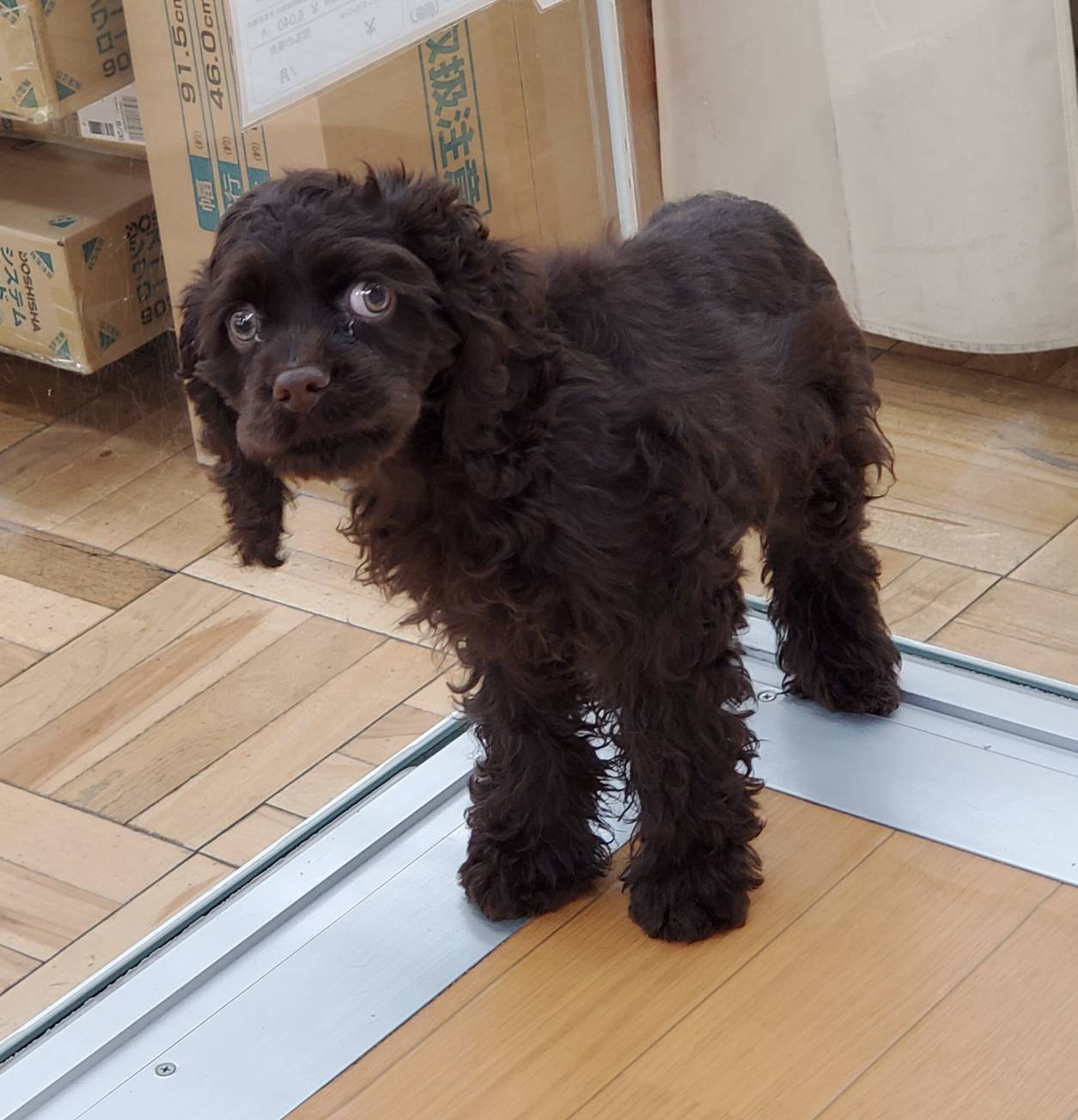 アメリカン コッカー スパニエル ペット検索 ペット大好き