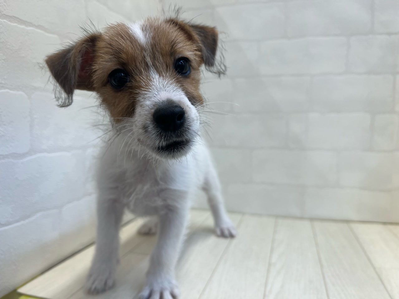 ジャック・ラッセル・テリア｜ペット検索｜ペット大好き！