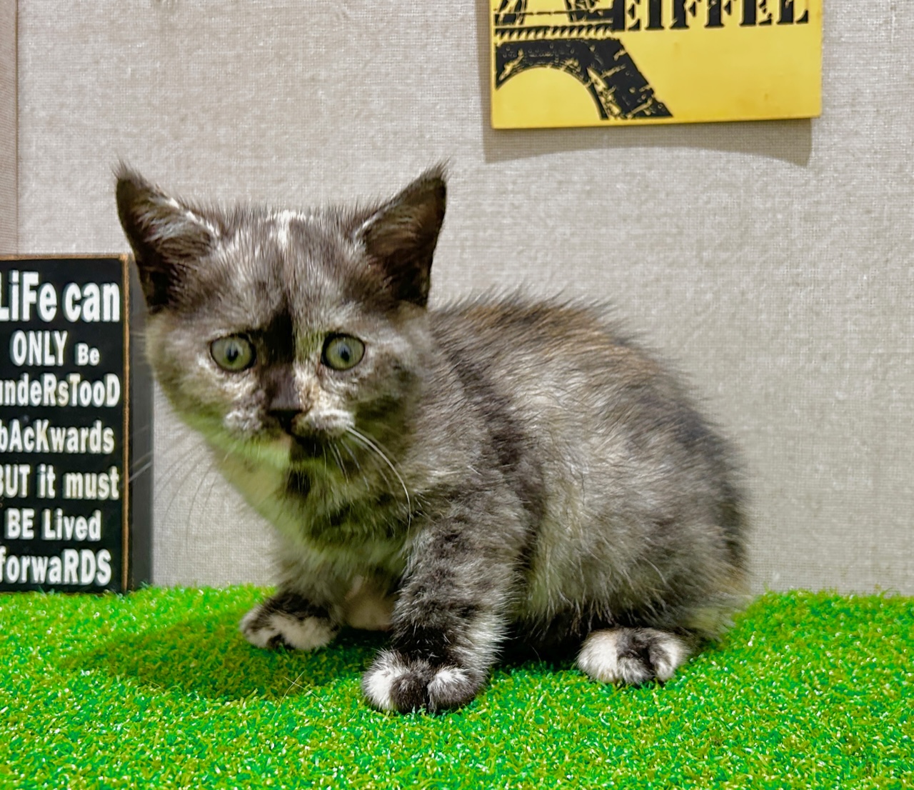 マンチカン｜ペット検索｜ペット大好き！