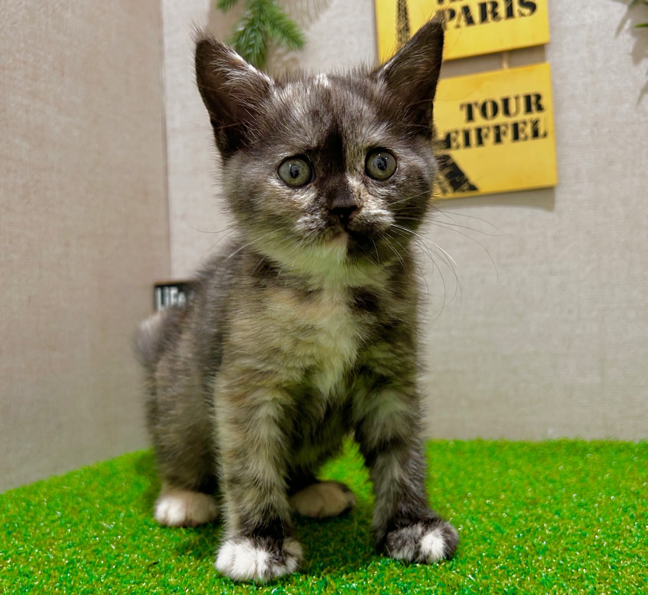 マンチカン｜ペット検索｜ペット大好き！