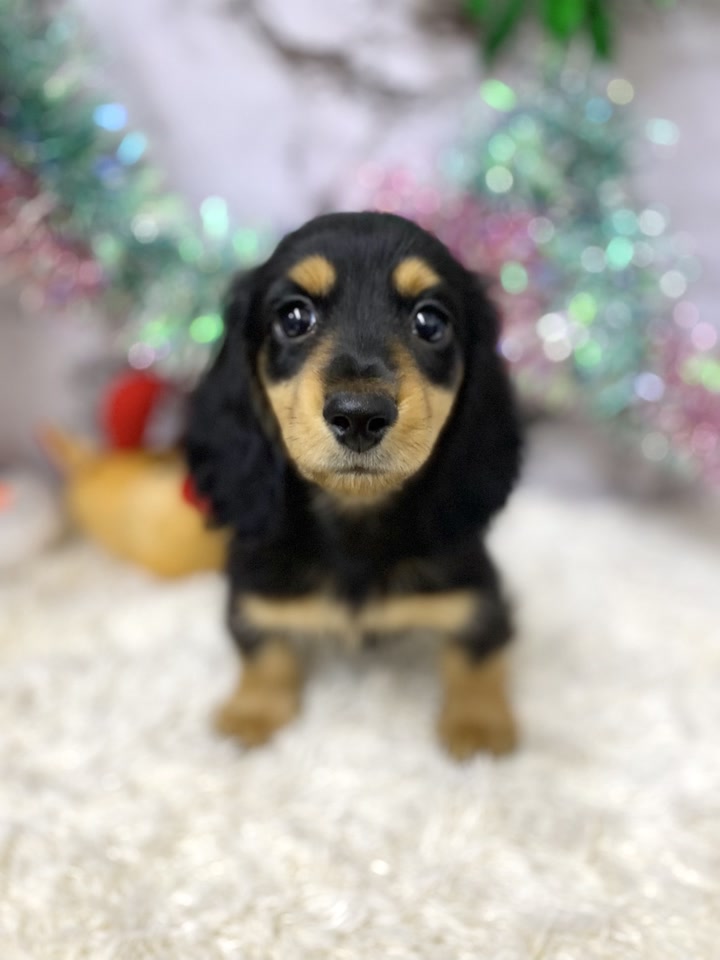 ミニチュア・ダックスフンド｜ペット検索｜ペット大好き！