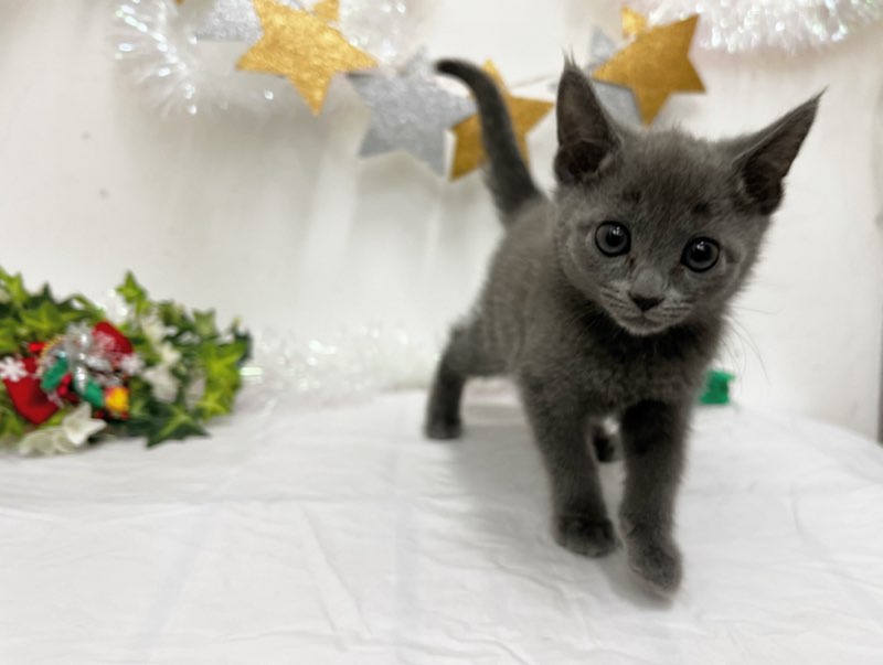 ロシアンブルー｜ペット検索｜ペット大好き！