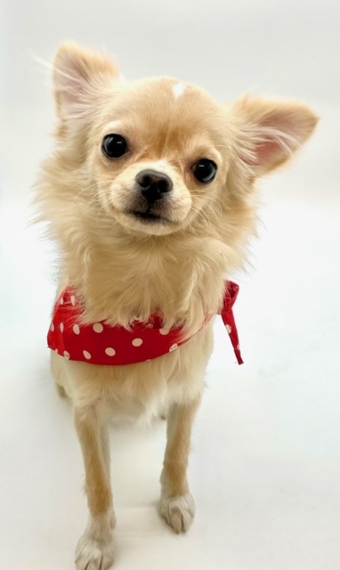 チワワ｜ペット検索｜ペット大好き！