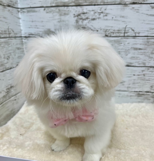 ぺきにーずあいてむシリーズの ベッド　ペキニーズ ペキニーズ｜ペット検索｜ペット大好き！