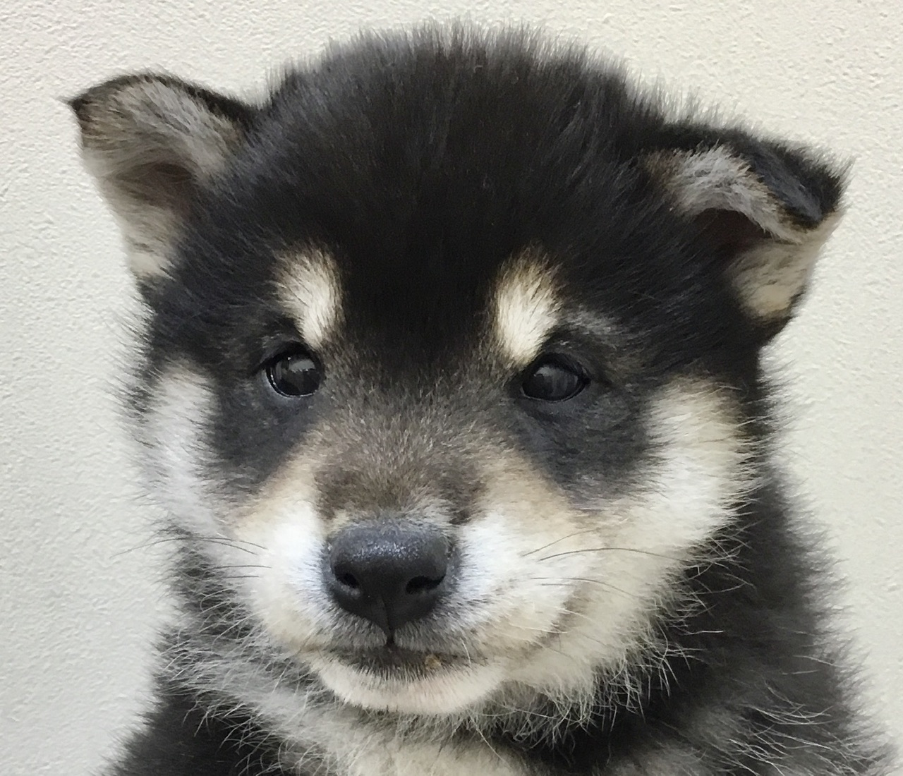 柴|ペット検索|ペット大好き!