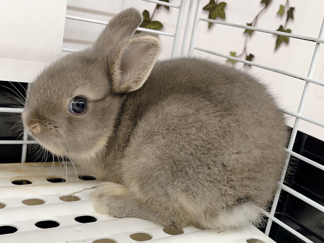 うさぎ｜ペット検索｜ペット大好き！