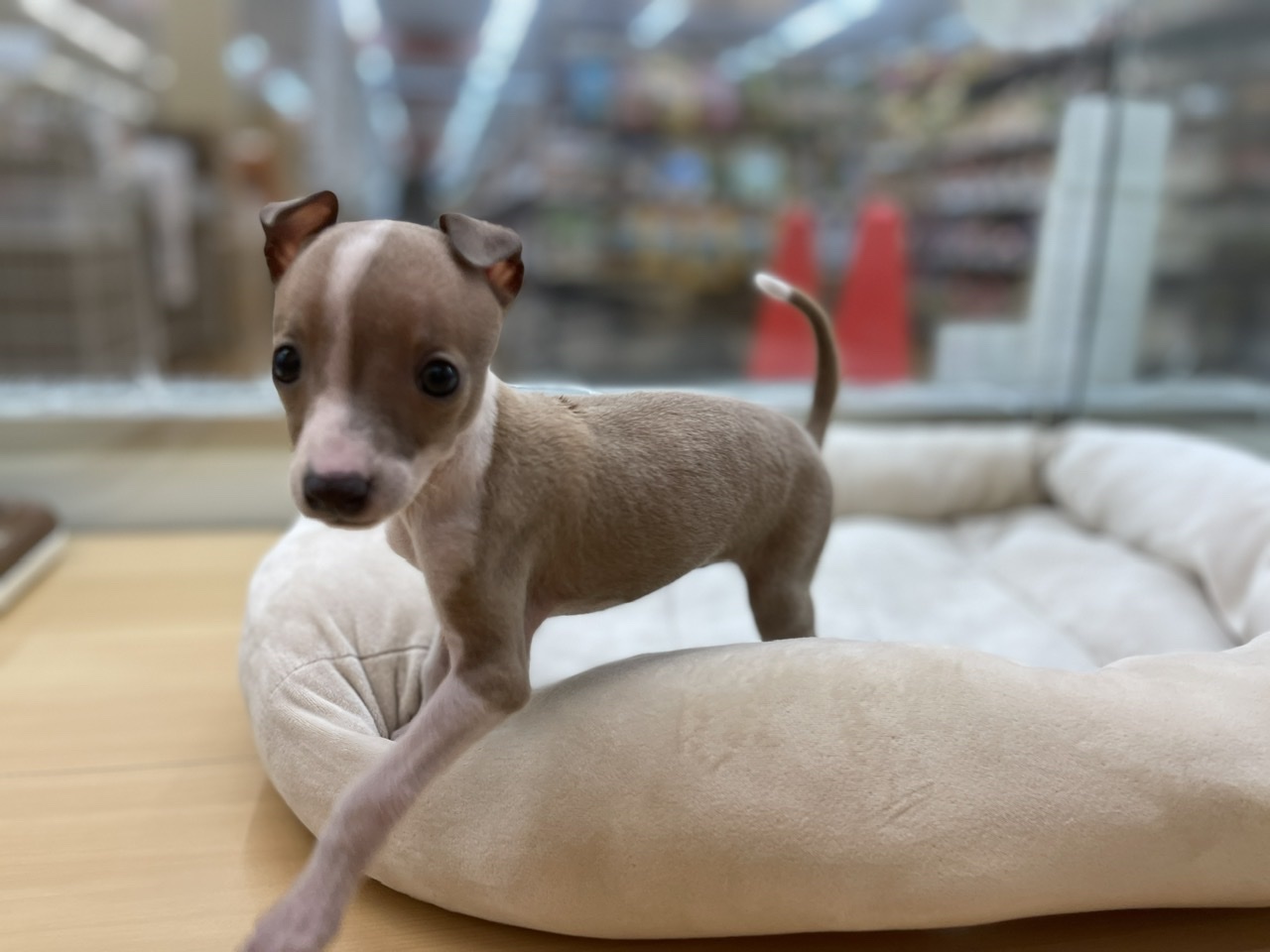 イタリアン グレーハウンド ペット検索 ペット大好き