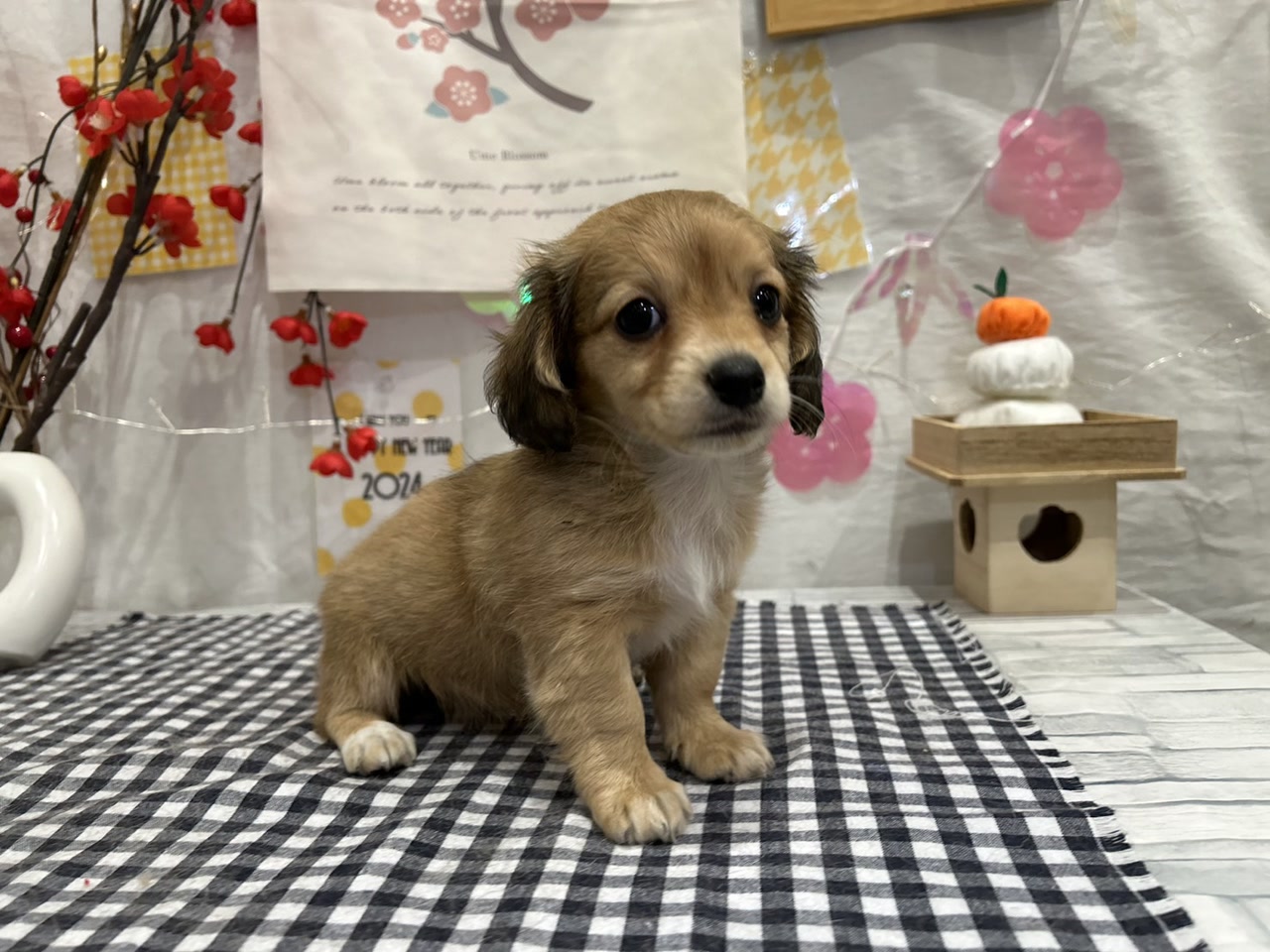 MIX｜ペット検索｜ペット大好き！