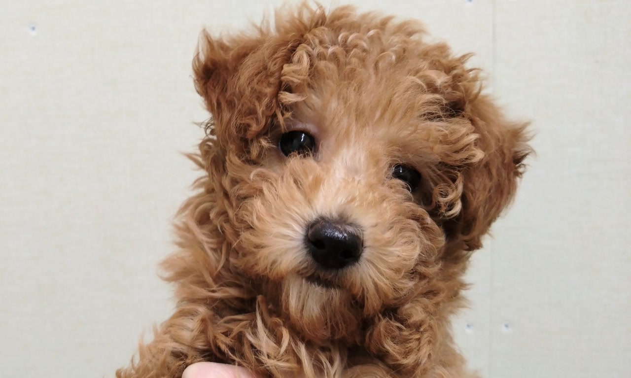 トイ・プードル｜ペット検索｜ペット大好き！