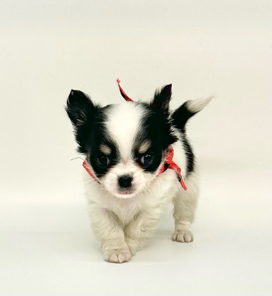 12/29日までチワワです チワックス(チワワ×ダックスフンド)【神奈川県・男の子・2025年9月10日