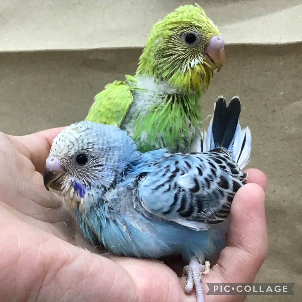 インコ・オウム｜ペット検索｜ペット大好き！