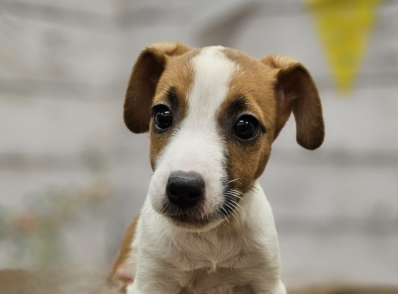 ジャック・ラッセル・テリア｜ペット検索｜ペット大好き！