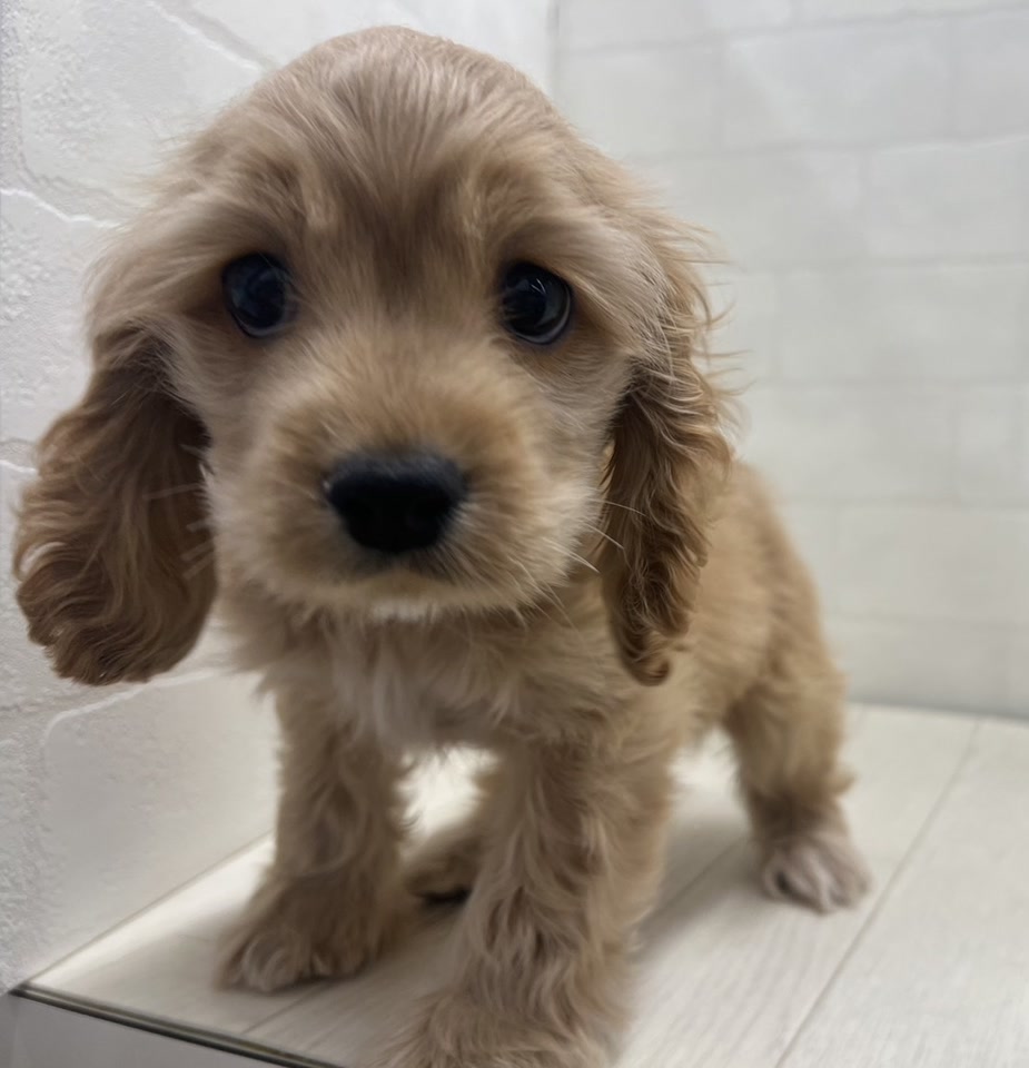 アメリカン・コッカー・スパニエル｜ペット検索｜ペット大好き！