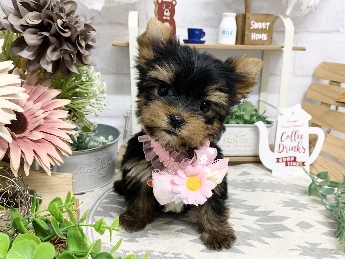 ヨークシャーテリア　額付プリント　アメリカン　シリアルナンバー付き ヨークシャーテリア額付プリントアメリカンシリアルナンバー付き