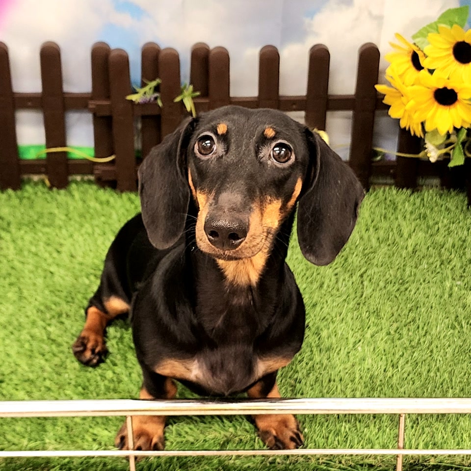 颯鈴様❤ダックスフンド プードル 印鑑スタンド♡ 颯鈴様❤ダックス