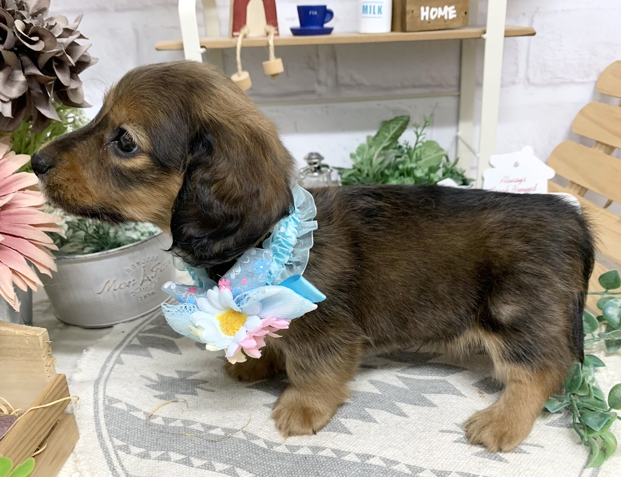 カニーンヘン・ダックスフンド｜ペット検索｜ペット大好き！