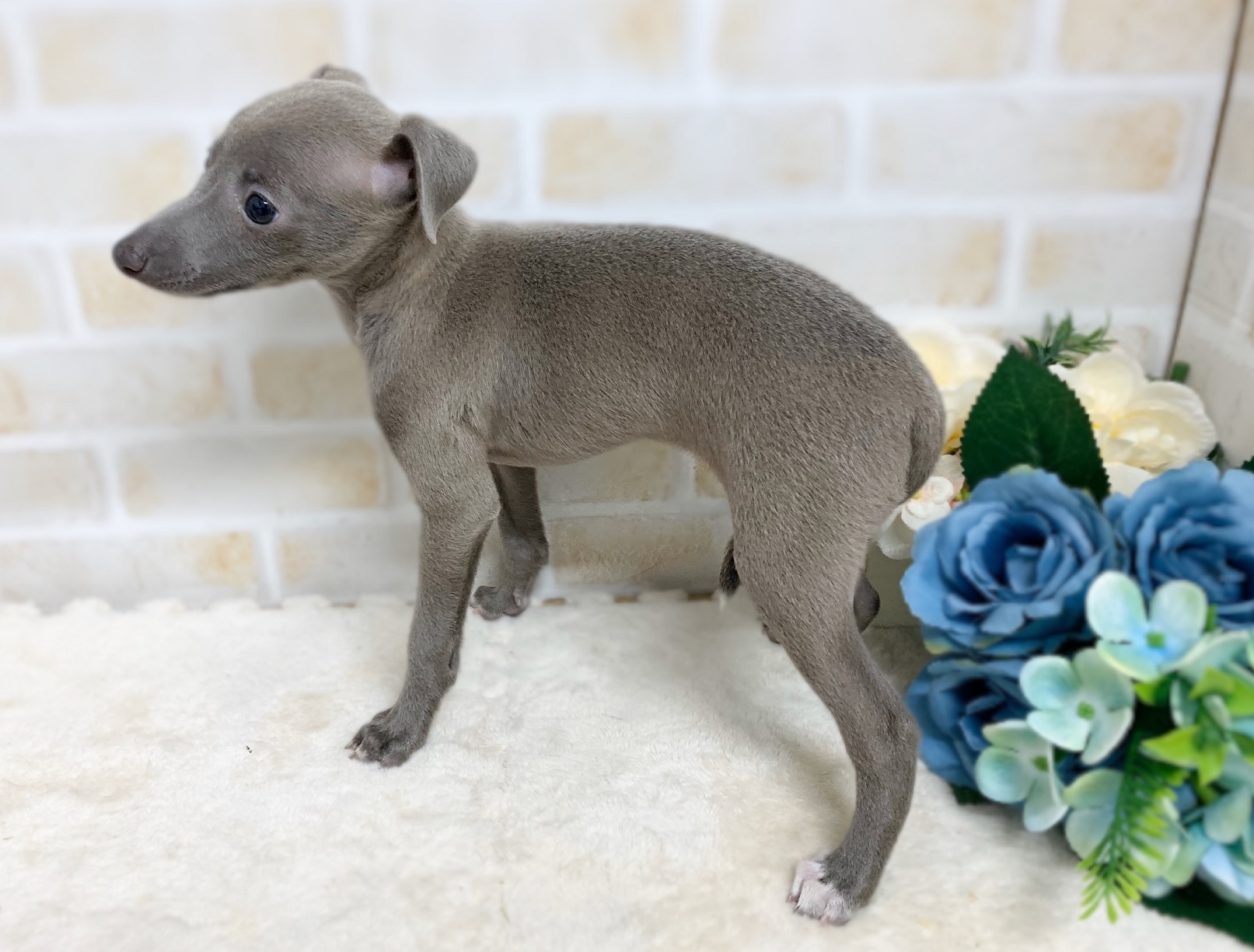 イタリアン・グレーハウンド｜ペット検索｜ペット大好き！