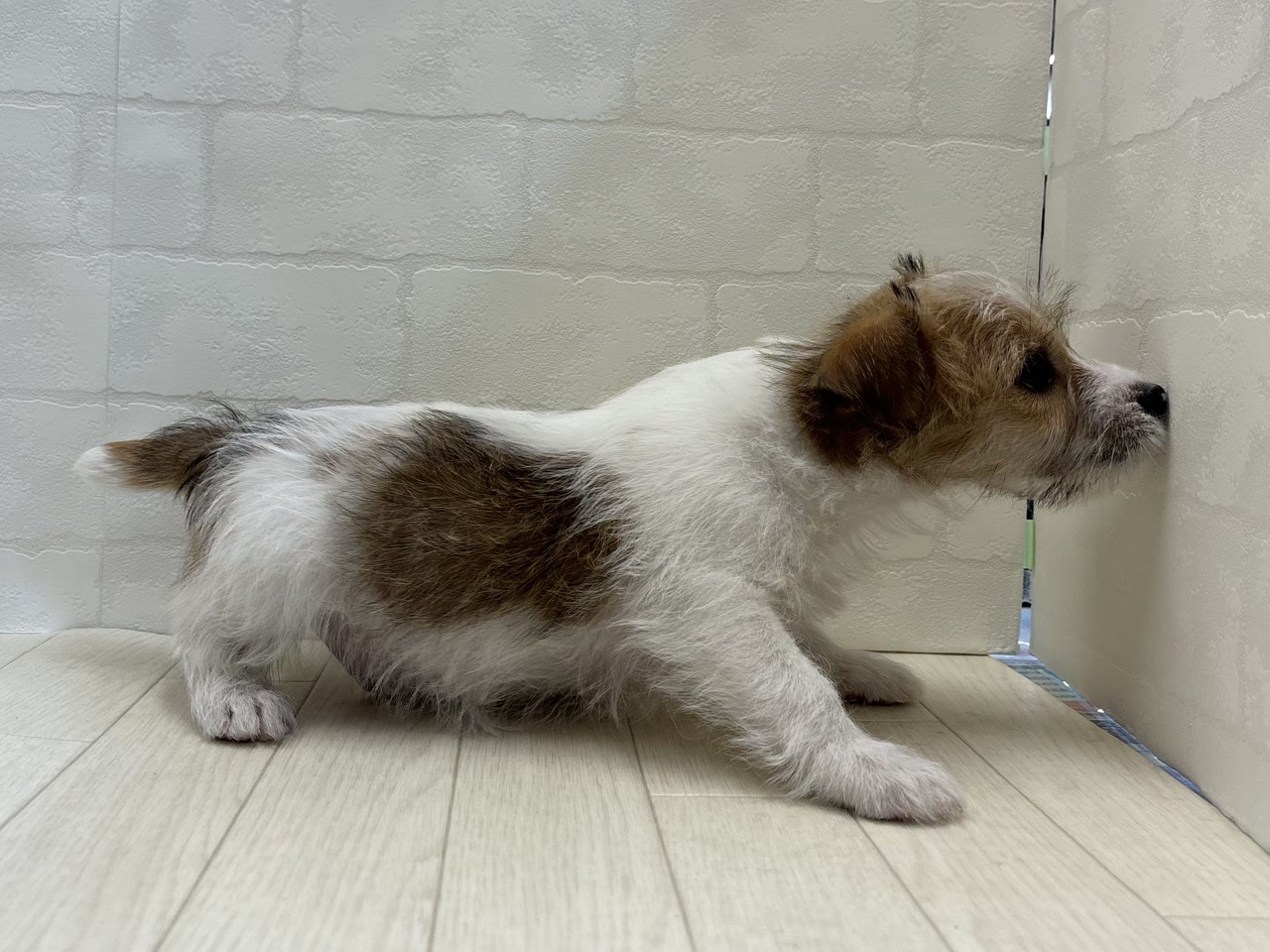 ジャック・ラッセル・テリア｜ペット検索｜ペット大好き！